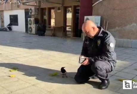 Ankara'da görevli polis memuru ile kuşun dostluğu yürekleri ısıttı