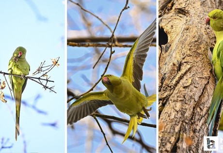 Kurtuluş Parkı'nda yaşayan Ankara'nın tropik kuşları Yeşil Papağanlar!