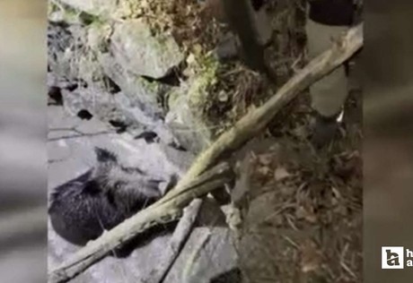 Kızılcahamam'da kuyuya düşen domuzu vatandaşlar kurtardı