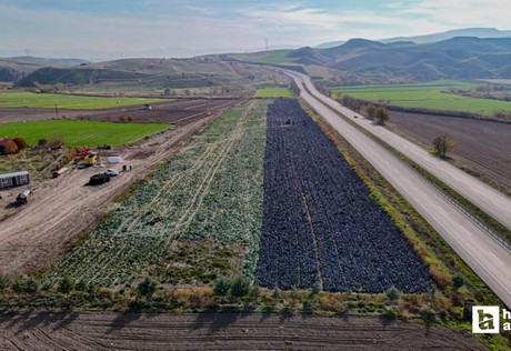 Beypazarı'nda mor lahana hasadında tarladaki son ürünler toplanıyor