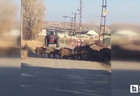 Elmadağ’da tarlalara dadanan domuz sürüsünü çiftçiler kovaladı