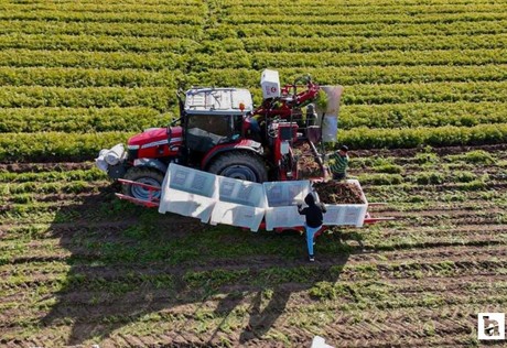 Ankara'nın havuç deposu Beypazarı'nda hummalı kışlık hasat mesaisi başladı!