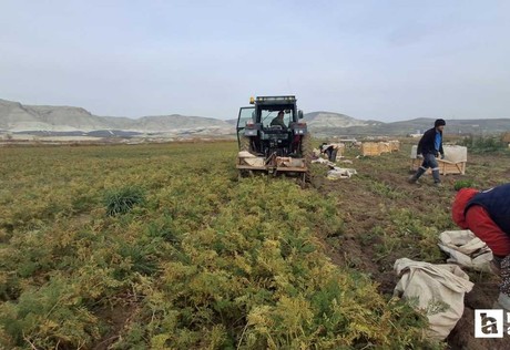 Beypazarı'nda havuç hasadı yoğunluğu yaşanıyor