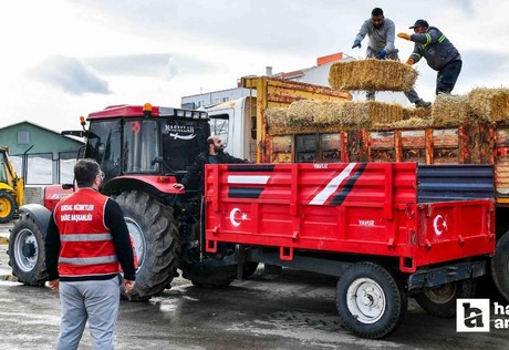 Ankara Büyükşehir Belediyesi'nden ücretsiz kaba yem desteği!