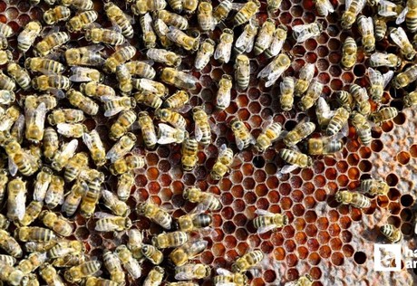 Kahramankazan Belediyesi'nden Arıcılık Paneli