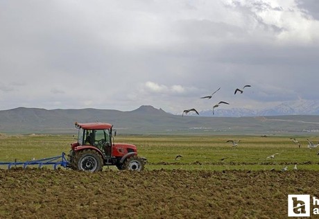 Çiftçilere 1 milyar TL'den fazla tarımsal destekleme ödemesi yatırılacak