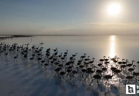 Tuz Gölü’nde kuraklık alarmı: Flamingolar artık gelmiyor!
