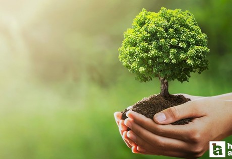 OGM, bugüne kadar başkentte 320 okulun bahçesine fidan dikimi gerçekleştirdi