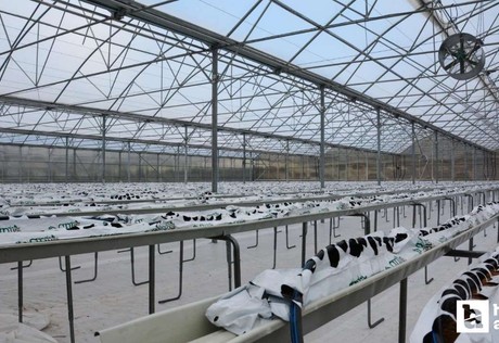 Kahramankazan Belediyesi termal sera üretimine başlıyor!