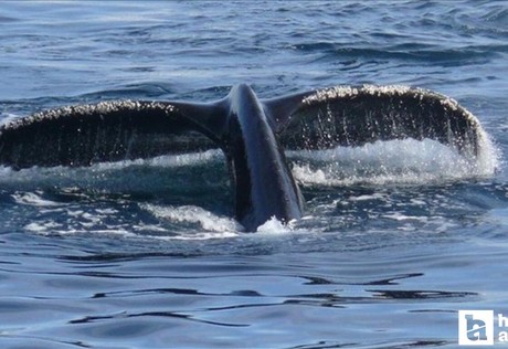Kutup bölgesindeki balinaların nefesinde virüs olduğu açıklandı!