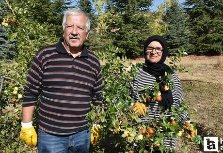 Çubuk'ta emekli öğretmen hünnap üretimini yaygınlaştırmaya çalışıyor