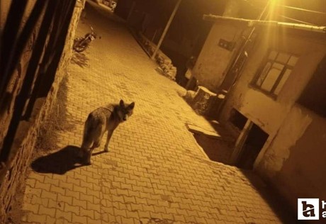 Aç kalan kurtlar Beypazarı'nda şehre indi!