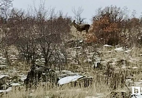 Güdül'de yaban geyikleri sürü halinde görüntülendi