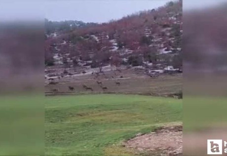 Beypazarı'nda aç kalan yaban geyiği sürüsü yola indi