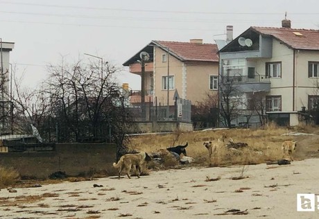 Elmadağ'da köpeklerin saldırdığı kadını kurtaran komşu yaşananları anlattı