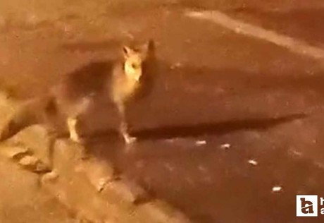 Elmadağ'da aç kalan tilkiler, yemek aramak için şehir merkezine indi