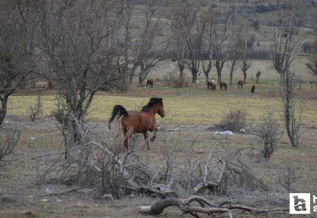Çamlıdere'de yılkı atları havadan görüntülendi!
