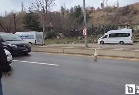 Elmadağ'da çiftlikten kaçan kaz yola atladı!