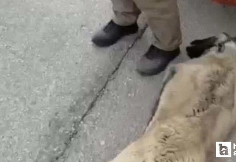 Yenimahalle'de kamyonetin arkasına köpeği bağlayıp sürükleyen sürücü gözaltına alındı