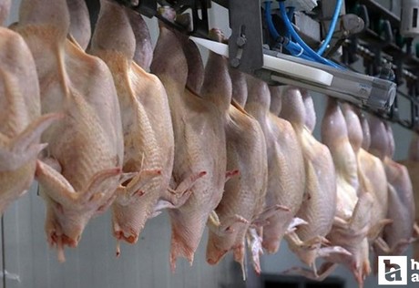 Ticaret Bakanlığı kanatlı et ihracatının durdurulmasına ilişkin açıklama yaptı