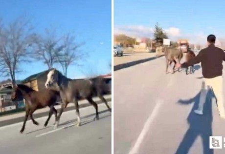 Çorum'da başıboş atlar trafik akışını durdurdu
