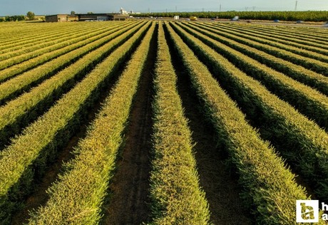 2025’te erkek tarım işçilerine en düşük ücret Ankara’da ödendi