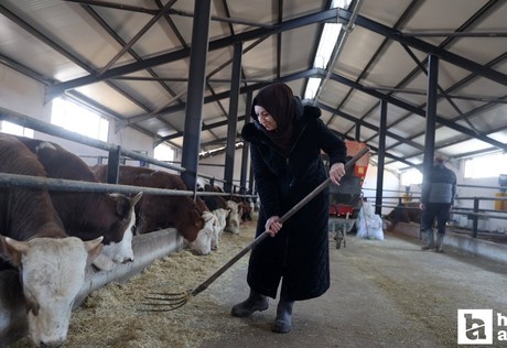 Çubuk'ta kadın girişimci hayvancılıkta kendi işini kurdu