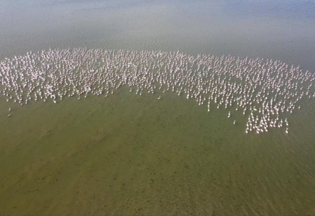 Bahar geliyor: Allı turnalar Yozgat'ta kameralara yansıdı