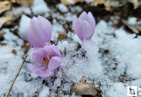 Çankırı'da kar çiçekleri yüzünü gösterdi