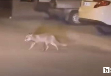 Beypazarı'nda yiyecek arayan tilki mahalle aralarında görüntülendi