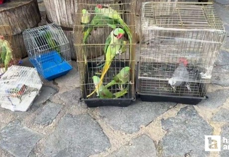 Petshop denetimleri sıkılaştırıldı: 39 papağana el konuldu