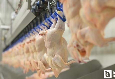 Tavuk eti üretiminde dikkat çeken artış!