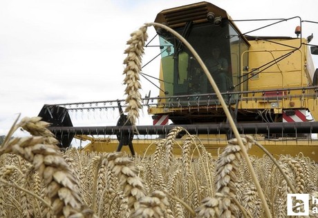 Çiftçilere tarımsal destekleme ödemesi hesaplara yatırılacak