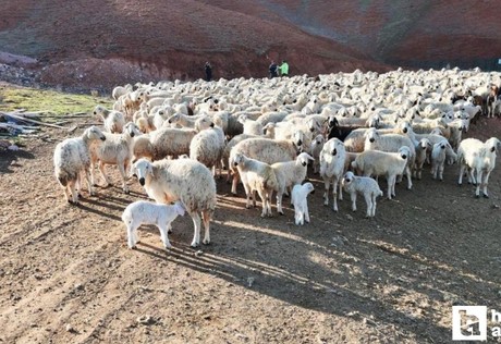 Bala'da kuzu ve annelerinin buluşma anı kameralara yansıdı