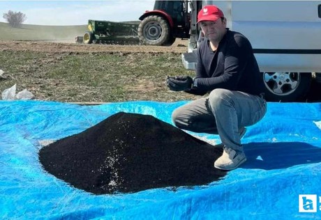 Beypazarı'nda çiftçiler çörek otu ekimine başladılar
