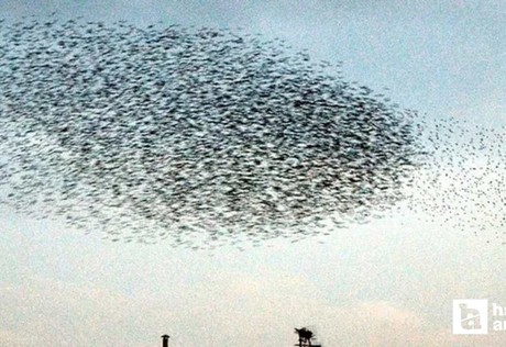 Sincan Zir Vadisi'nde binlerce kuşun gökyüzündeki dansı hayran bıraktı