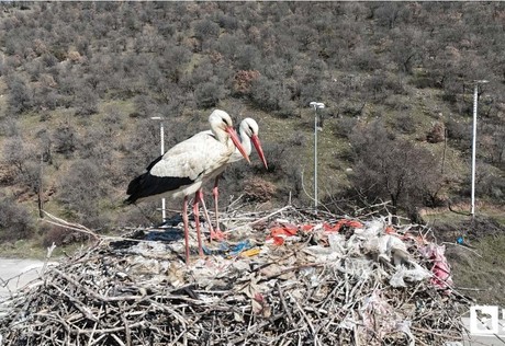 Baharın habercisi leylekler Kızılcahamam'a ulaştılar