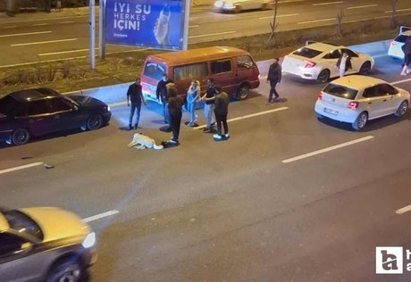 Ankara'da başıboş sokak köpeklerinin zincirleme trafik kazasına neden olduğu iddia edildi