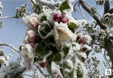 Tarım ve Orman Bakanlığı'ndan çiftçilere zirai don uyarısı