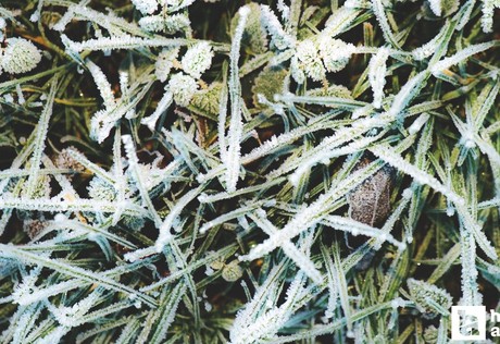 Üreticilere zirai don uyarısı yapıldı