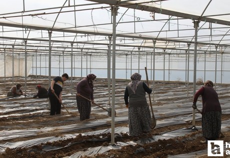 Çubuk'ta domatesin yeni sezon için ekim çalışmaları başladı