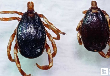 Hava sıcaklıkları arttı, kene kabusu geri döndü: Uyarı geldi!