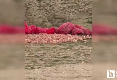 Polatlı'da boş araziye dökülen tonlarca soğan tepki çekti