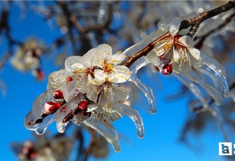 Tarım ve Orman Bakanlığı ekipleri zirai dona karşı teyakkuza geçti