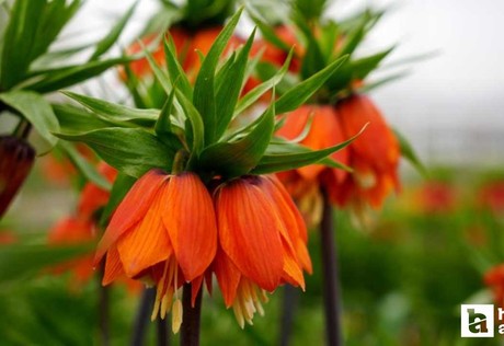 Bu çicekten uzak durun: Koparana 700 bin TL para cezası var!