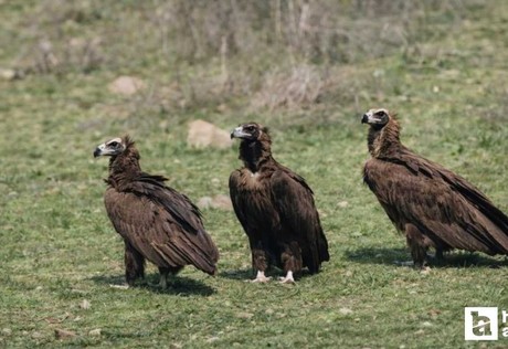 Dünyanın en nadir kuş türlerinden dev kanatlar sürü halinde Kızılcahamam'da görüntülendi