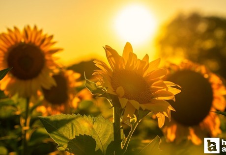 Yozgat'ta çiftçilere yağlık ayçiçeği tohumu desteği verildi
