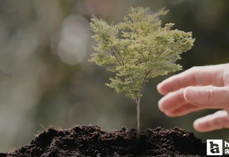 Yozgat'ta vatandaşlara 4.500 çam fidanı dağıtıldı