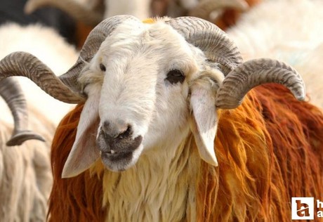 Vekalet yoluyla kurban kesim ücretleri açıklandı