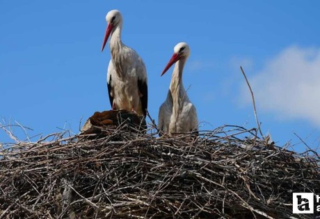 Kırıkkale'nin Yaren'i! Rüzgar ve Nergis 4'üncü yılında da yuvalarına döndü